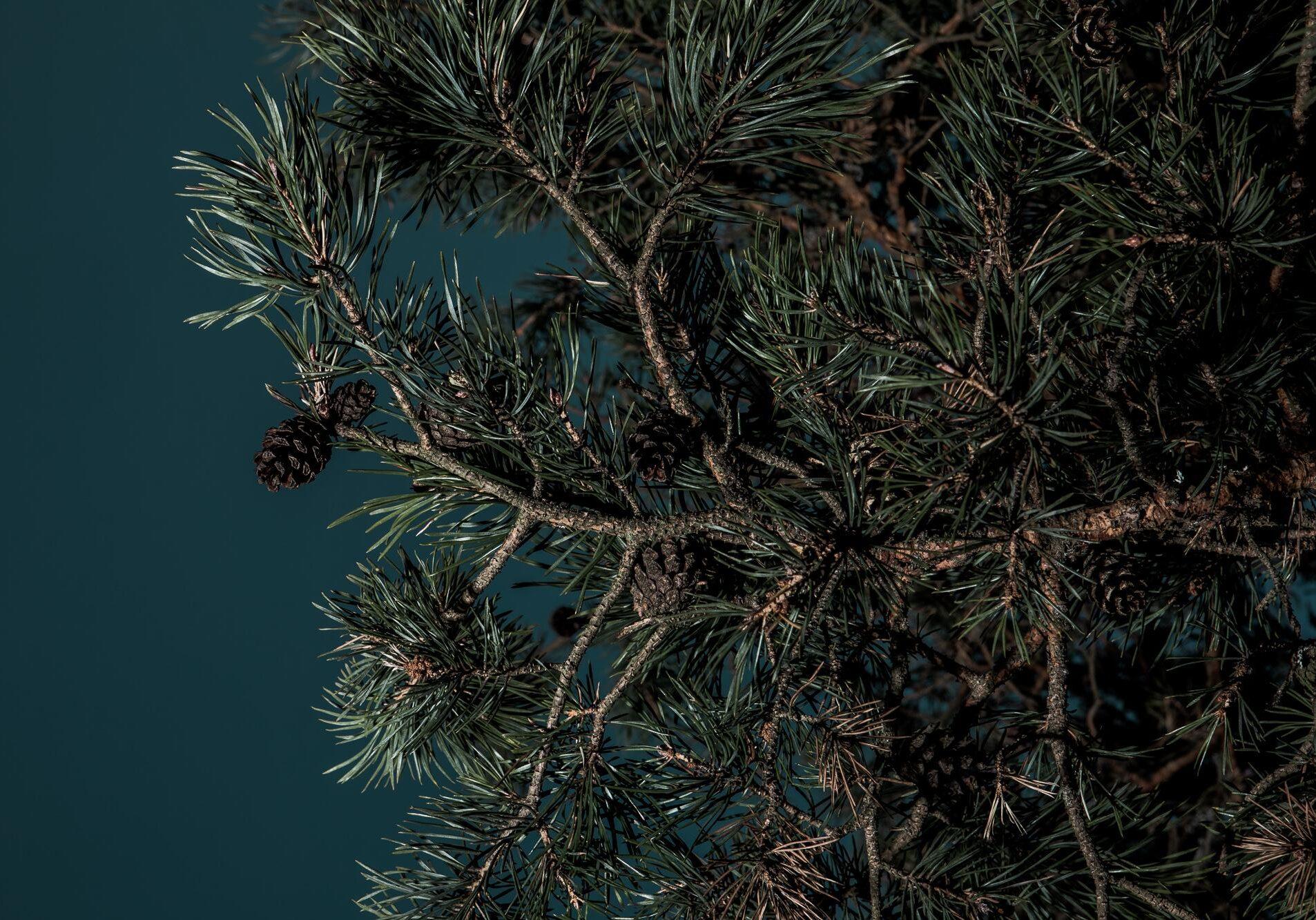 DNA Cone Pine tree DNA Cone Pine tree